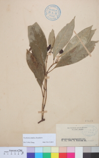 Specimen thumbnail